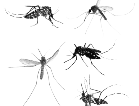 Chikungunya : le point en métropole et à l&rsquo;international