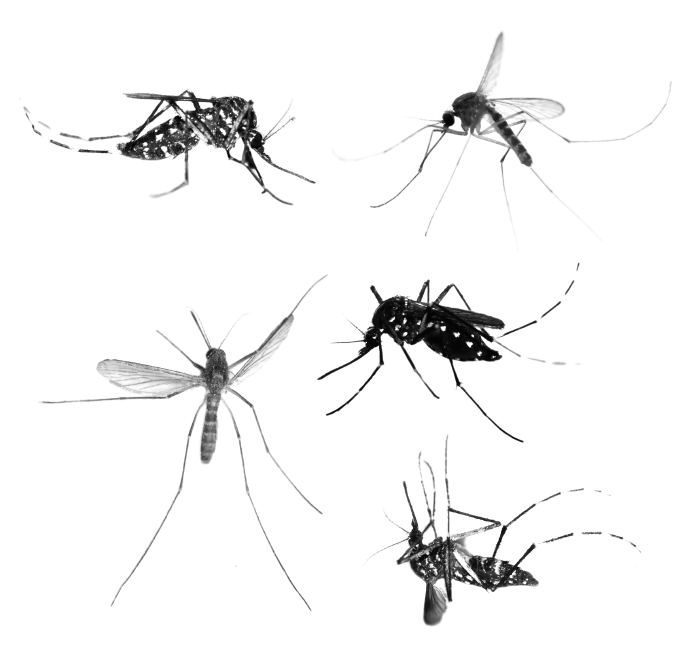 Chikungunya : le point en métropole et à l&rsquo;international