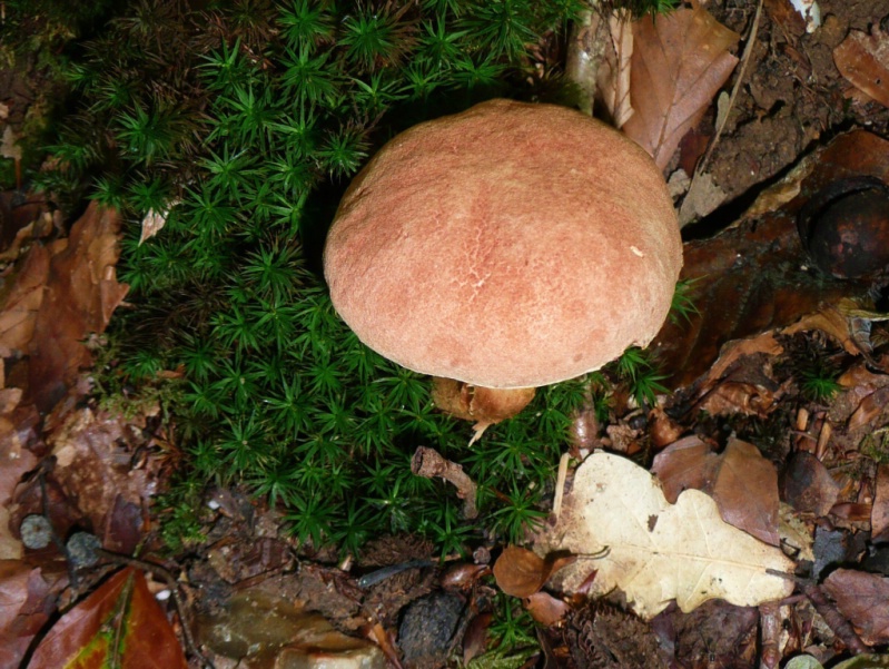 Champignons : attention aux confusions !