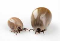 « Bourbon » : un nouveau virus transmis par les tiques