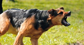 Rage : ce qu’il faut savoir avant et après exposition