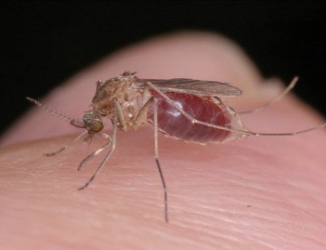 Moustiques : la saison 2015 a commencé