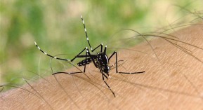 Chikungunya et dengue : 40 cas importés depuis mai