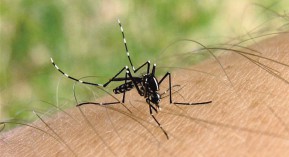 Moustique tigre : repéré à Paris