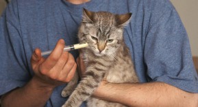 Délivrance&nbsp;des antibiotiques vétérinaires : les bonnes pratiques au Journal officiel