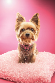 Dossier Officines : small is beautiful