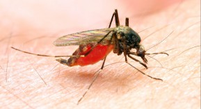 Paludisme : la résistance à l’artémisinine s’étend