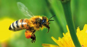 Stallergenes : Oralair et Alyostal non concernés par le retrait