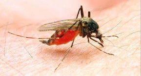 Zika : 2 cas en Guyane et Martinique