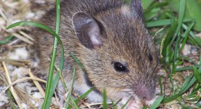 Articles&nbsp;autorisés à la vente : la liste étendue