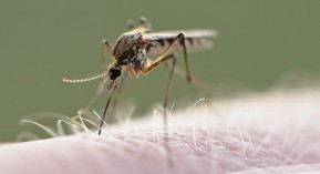 Produits antimoustiques : une fiche pratique de la DGCCRF