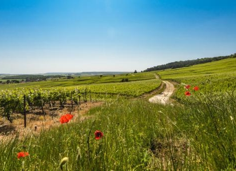 Association de pharmacie rurale : une « stratégie de consolidation »