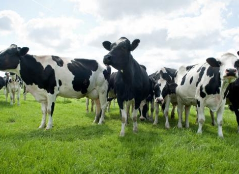 Antibiotiques critiques : la prescription vétérinaire mieux encadrée