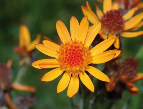 Pathologies rhumatismales inflammatoires : les traitements complémentaires font salon