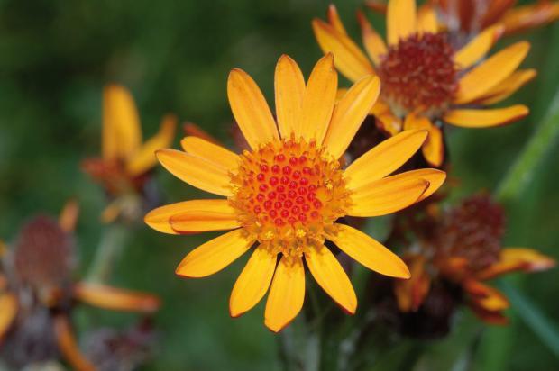 Pathologies rhumatismales inflammatoires : les traitements complémentaires font salon