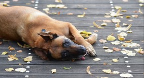 Cancer du sein : les chiens renifleurs à l’essai