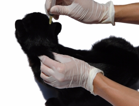 Médicament animal : les vétérinaires tirent le marché en 2016