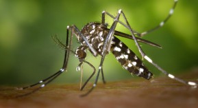 Chikungunya : deux cas autochtones dans le Var