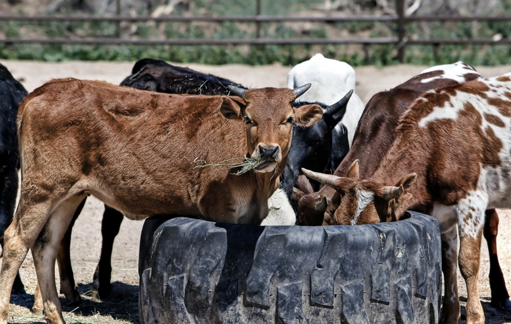 Médicaments vétérinaires : la pétition de la FSPF recueille 3000 signatures