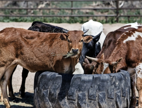 Médicaments vétérinaires : la pétition de la FSPF recueille 3000 signatures