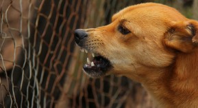 Rage : cas confirmé chez un enfant de 10 ans