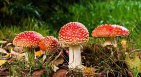 Champignons : nette hausse des intoxications