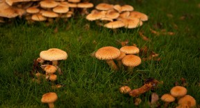 Champignons : alerte aux intoxications