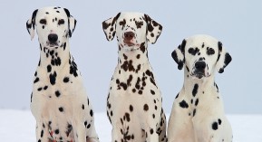 Biosimilaire : à quand la substitution ?