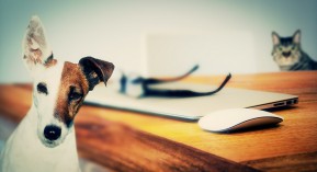 Chien et chat : le taux de vermifugation insuffisant