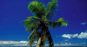 Médicaments à base de Serenoa repens : pas de substitution possible