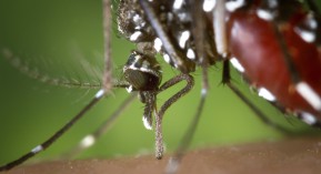 Virus Zika : un risque d’atteintes cérébrales pour tout bébé exposé