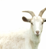 © ARMPL3211_VAP_Allergiqueaulaitdevache.qcd-60-image_I1