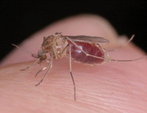 Usutu : le dernier virus en date transmis par les moustiques