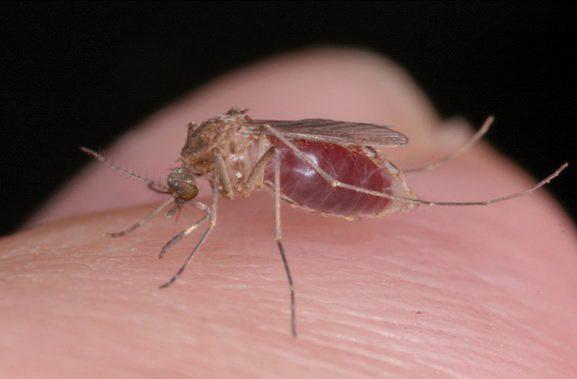 Usutu : le dernier virus en date transmis par les moustiques