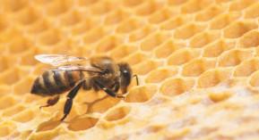 Compléments alimentaires de gelée royale ou de propolis : à éviter chez le patient allergique au pollen