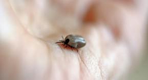 Prévention de la borréliose de Lyme : des outils pour sensibiliser les patients