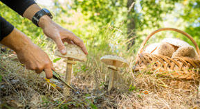 Champignons : conseils pour bien les cueillir et les consommer