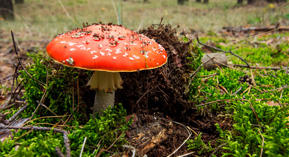 Champignons : intoxications en hausse