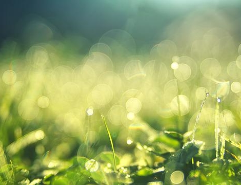 Borréliose de Lyme : la difficile prise en charge des patients