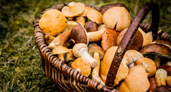 Champignons : alerte aux intoxications