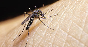 Zika et dengue : alerte aux cas autochtones