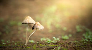 Intoxication par les champignons : des espèces comestibles en cause