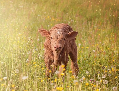 Médicament vétérinaire : des sanctions inéquitables entre pharmaciens et vétérinaires