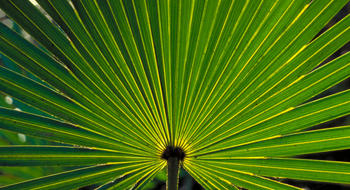 Palmier de Floride Biogaran : AMM annulée en Conseil d’Etat