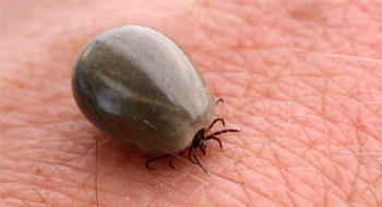 Lyme : de nouvelles recommandations prévues avant l’été