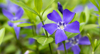 Compléments alimentaires à base de vinpocétine : attention au risque tératogène