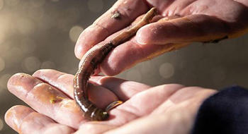 Covid-19 : un ver marin pour oxygéner les patients