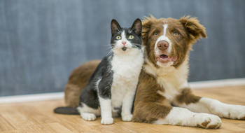 Covid-19 : les animaux domestiques peuvent-ils le transmettre ?