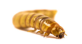 Laits infantiles Gallia : un ver et un numéro vert