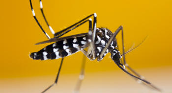 Moustique-tigre : actif sur plus de la moitié du territoire